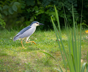 Black crowned night heron walking on grass near pond