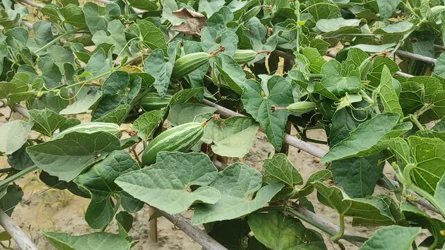 Trichosanthes dioica or Pointed gourd is a vine plant from the Cucurbitaceae familys 