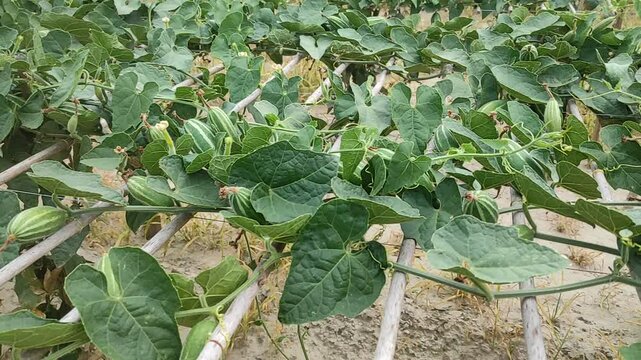 Trichosanthes dioica or Pointed gourd is a vine plant from the Cucurbitaceae familys 