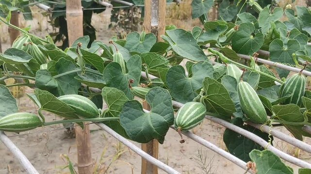 Trichosanthes dioica or Pointed gourd is a vine plant from the Cucurbitaceae familys 