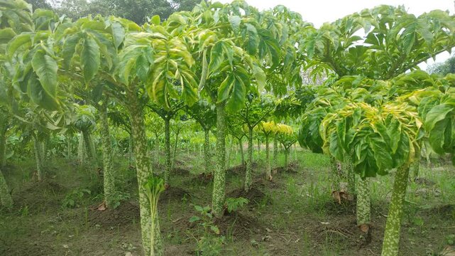 This tropical plant has very beautiful leaves