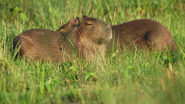 Two capybaras resting close together, eyes closed, in bright green grass of Ibera wetlands, Corrientes, Argentina. Close up view