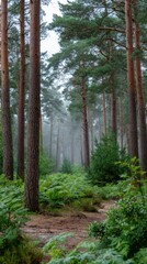 Fototapeta premium Enchanting pine forest landscape with morning mist and lush ferns creating a tranquil scene with soft diffused natural light and a forest trail