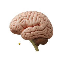 Anatomical model illustrating the human brain and neural pathways on white