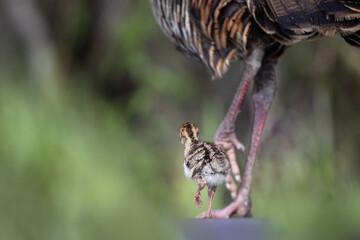 Wild turkey (Meleagris sp.) babies with their mother. Photos taken with 500 mm lens and 1.4x teleconverter and cropped in. In Myakka River State Park, Florida