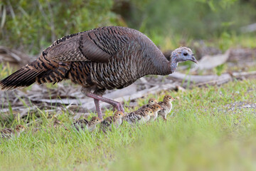 Wild turkey (Meleagris sp.) babies with their mother. Photos taken with 500 mm lens and 1.4x teleconverter and cropped in. In Myakka River State Park, Florida