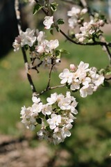 apple tree blossom