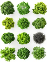 Overhead view of diverse tree canopies on white background; top-down perspective showing green foliage and tree shapes for architectural rendering