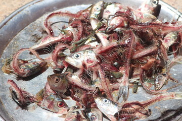 Fish Scraps and Waste Close Up