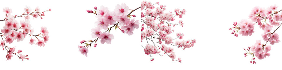 Obraz premium Beautiful cherry blossom branches showcasing delicate pink flowers, enhancing aesthetics in spring-themed designs, perfect for invitations, wall art, and seasonal decorations.