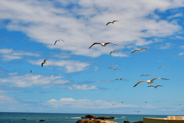 seagulls in flight