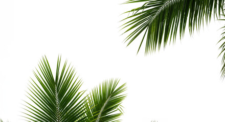 Lush green palm leaf isolated on a white background. Tropical coconut palm fronds casting shadows....