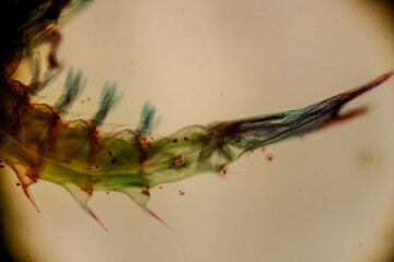 Lobster mysis larval stage stained under compound microscop