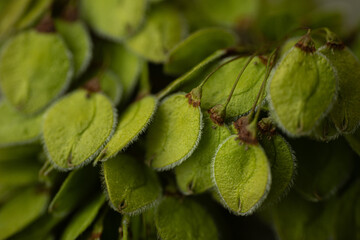 A close-up image of small, oval-shaped green seed pods covered in fine white hairs, depicting...