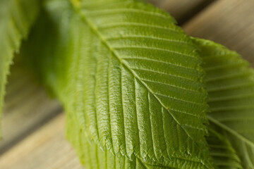 An extreme close-up of a serrated green leaf showing its deep central vein and finely textured surface, highlighting the natural symmetry and pattern in soft lighting.