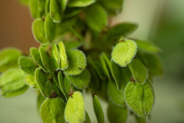 A close-up image of small, oval-shaped green seed pods covered in fine white hairs, depicting...
