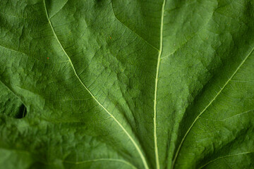 A close-up of textured fig leaves with pronounced lobes and veins placed on a worn wooden surface,...