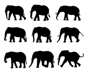elephant animal silhouette collection on white background