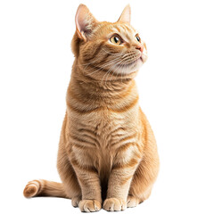Cute British Orange Cat Sitting Isolated on PNG Transparent Background
