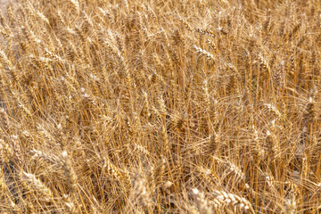 Gold wheat field and blue sky