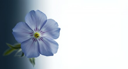 Obraz premium High Angle View Light Blue Flower with Pink Stripes and Yellow Center on Gradient Background