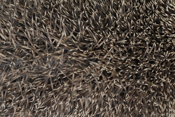 hedgehog animal spines closeup sharp spikes macro background texture