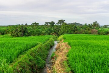 beautiful morning view from Indonesia of mountains and tropical forest