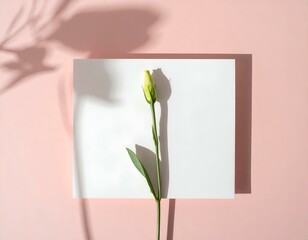Fototapeta premium Elegant pale yellow flower bud on a white square against a soft pink background. Perfect for minimalist designs, branding, or greeting cards.