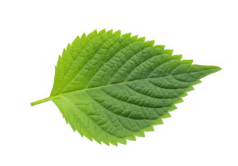 Green perilla leaf close up isolated on transparent background