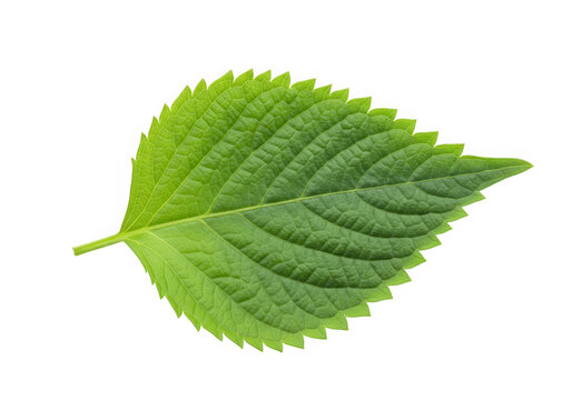 Green perilla leaf close up isolated on transparent background