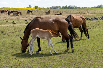 Obraz premium Foal Nursing from Mare in Rural Pasture – Natural Horse Breeding Scene with Young Colt Feeding in Countryside Field