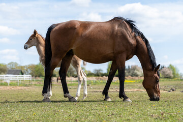 Obraz premium Mare Grazing with Her Foal on a Sunny Spring Meadow – Peaceful Moment in Countryside Horse Breeding Scene