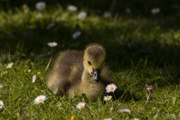 Gänseküken, Kanadagans Baby, Gössel 