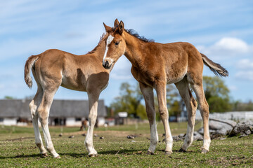 Fototapeta premium Tender Moment Between Two Foals – Young Colts Bonding in Green Meadow with Farm Buildings in Background