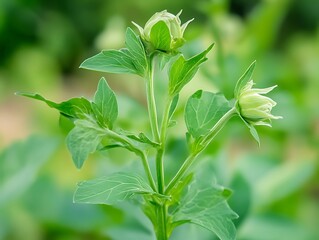 Obraz premium Plant, opium poppy and growth in garden for herbs, medicine and drugs in green background. Outdoor, breadseed head or flower closeup at farm for agriculture production, ecology or .