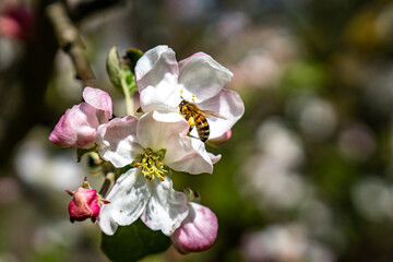 Honeybee Pollinating Apple Blossoms in Spring – Close-Up of Bee Gathering Nectar on Flowering Tree Branch