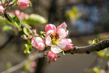 Fototapeta premium Honeybee Pollinating Apple Blossoms in Spring – Close-Up of Bee Gathering Nectar on Flowering Tree Branch