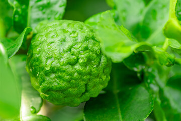 Bergamot, Fresh green bergamot fruit hanging from branch. bergamot tree garden and healthy food concept, group of bergamot,Bergamot medicinal plants with many