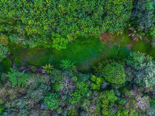 beautiful morning view from Indonesia of mountains and tropical forest