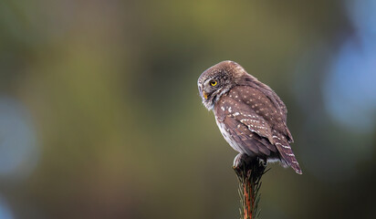 Glaucidium passerinum sits on a branch and looks at the prey.