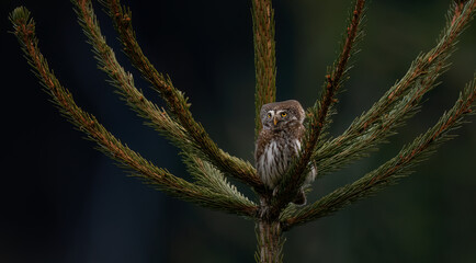 Glaucidium passerinum sits on a branch and looks at the prey.