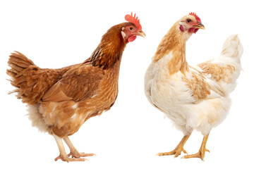 Fototapeta premium Two chickens standing side by side 