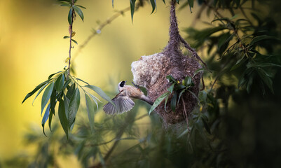Remiz pendulinus builds its wonderful nest.