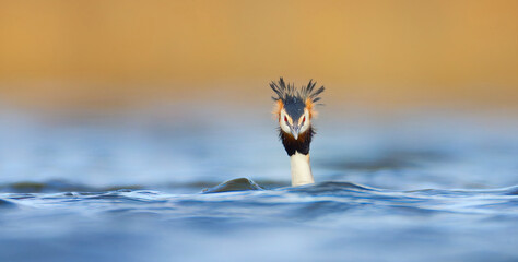 Podiceps cristatus floats on the water and doing pre-wedding dance.