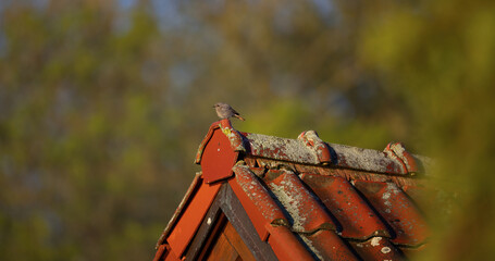 Common Redstart Phoenicurus phoenicurus sitting on the roof of the house.