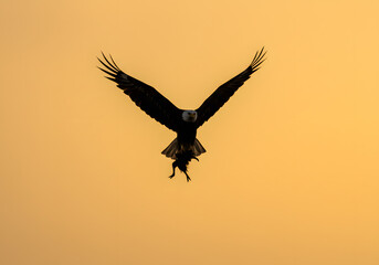 Fototapeta premium Bald eagle silhouette in flight