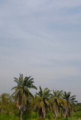 Obraz premium Lush Green Landscape with Palm Trees Under Soft Cloudy Sky in Rural Setting