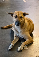 Curious brown dog sitting calmly on a floor with a hint of sadness in its eyes and relaxed ears