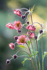 Różowe kwiaty Kuklika zwisłego, tapeta, dekoracja.  © mycatherina