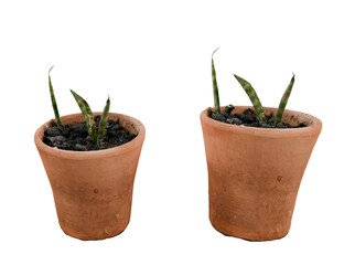 Sansevieria seedlings in pots isolated on white